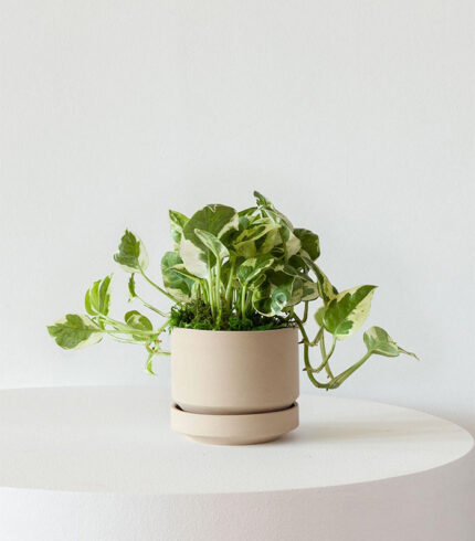 Gardener’s Tools - Image 4