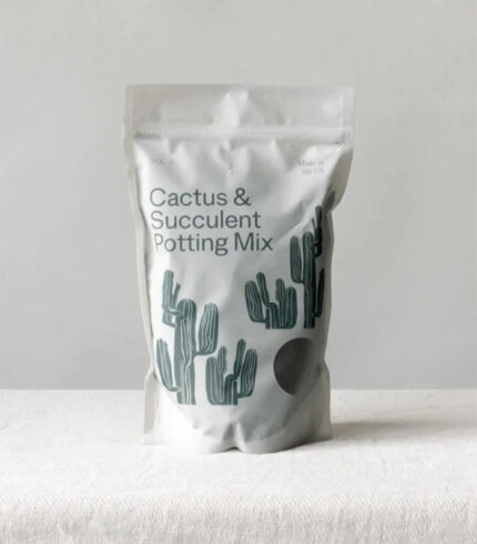 Dracaena Compacta - Image 5